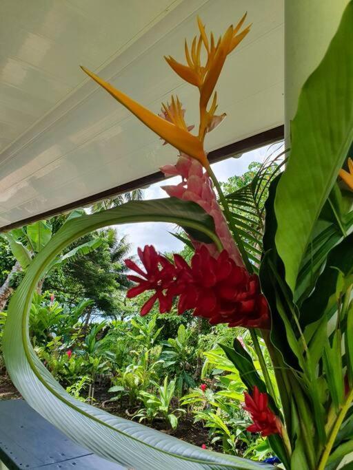 Raiatea, Opoa, Studio Du Fare Reve, Acces Mer Privatif ภายนอก รูปภาพ